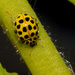 Fungus-eating Lady Beetles - Photo (c) Erik JÃ¸rgensen, some rights reserved (CC BY-NC-SA)