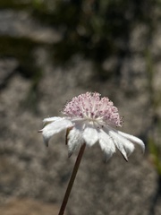 Actinotus forsythii