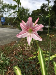 Hippeastrum reticulatum