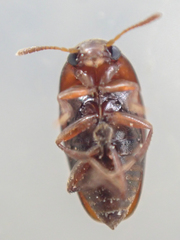 Ptomaphagus