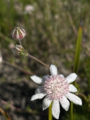 Actinotus forsythii