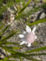 Actinotus forsythii