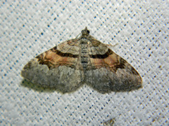 Xanthorhoe packardata