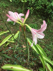 Hippeastrum reticulatum