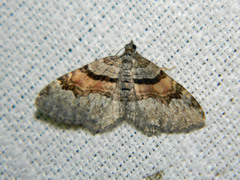 Xanthorhoe packardata