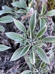Phacelia imbricata imbricata