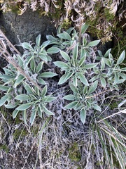 Phacelia imbricata imbricata