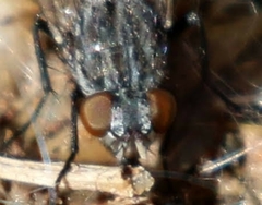 Calliphora latifrons