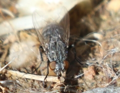 Calliphora latifrons