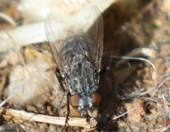 Calliphora latifrons