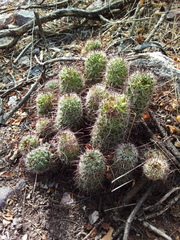 Mammillaria mazatlanensis