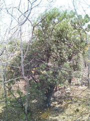 Bonellia macrocarpa