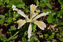 Iris tenuissima