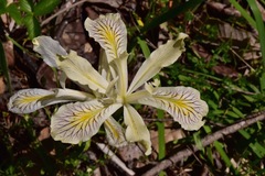 Iris tenuissima
