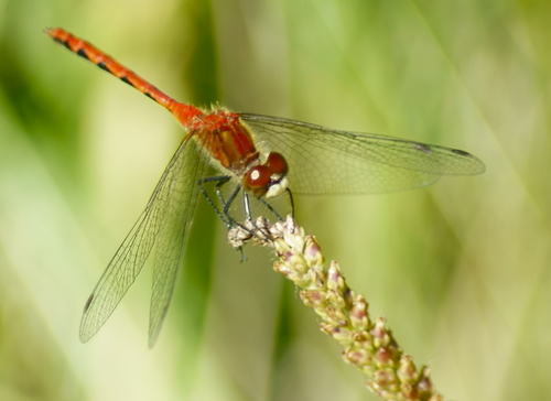 White-faced Meadowhawk photo 5