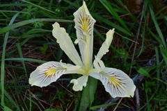 Iris tenuissima