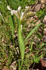 Iris tenuissima