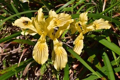 Iris bracteata