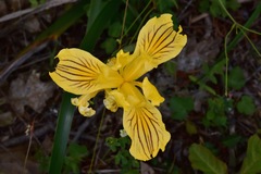 Iris bracteata