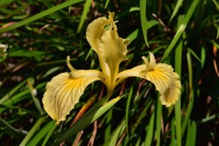 Iris bracteata