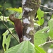 Dendrocolaptes certhia juruanus - Photo (c) Tomaz Nascimento de Melo, algunos derechos reservados (CC BY-NC-ND), subido por Tomaz Nascimento de Melo