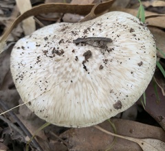 Amanita marmorata