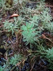 Myriophyllum robustum