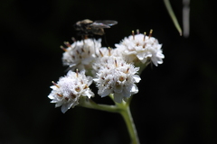 Antennaria dioica