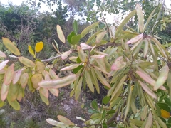Haematoxylum