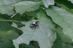 Laphria divisor