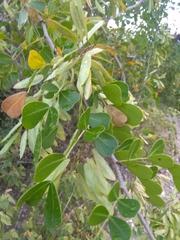 Haematoxylum