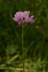 Allium roseum