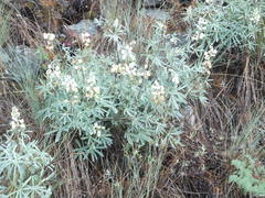 Lupinus sulphureus