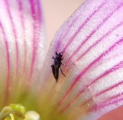Phlaeothripidae