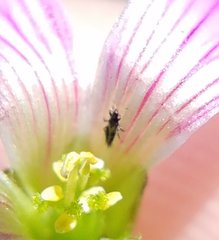 Phlaeothripidae