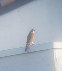 Accipiter cooperii