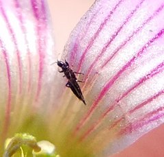 Phlaeothripidae