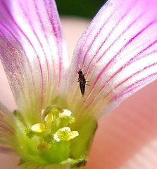 Phlaeothripidae