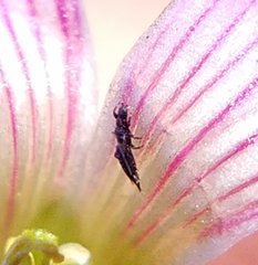 Phlaeothripidae