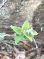 Leucopogon amplexicaulis