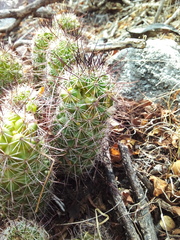 Mammillaria mazatlanensis