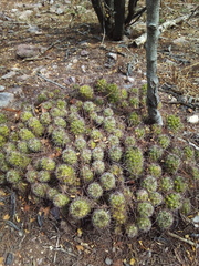 Mammillaria mazatlanensis