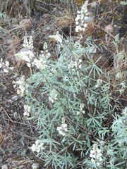 Lupinus sulphureus