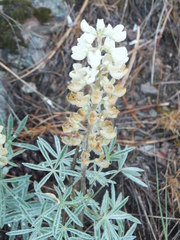 Lupinus sulphureus
