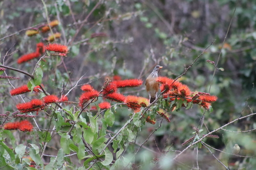 Combretum farinosum