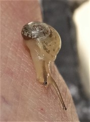 Sheldonia
