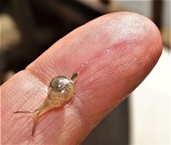 Sheldonia