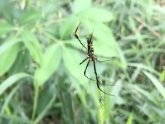 Nephila pilipes
