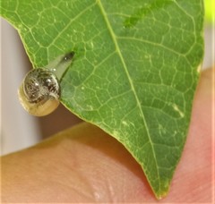 Sheldonia