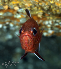 Trachichthys australis